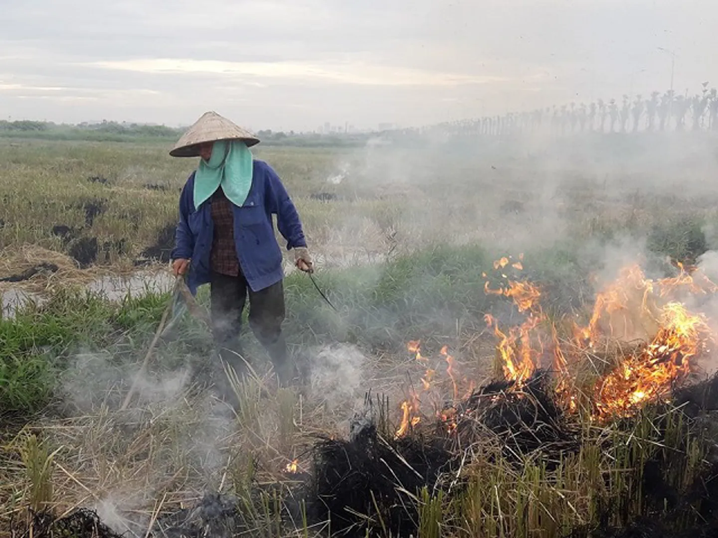 Đốt rơm rạ sau thu hoạch: Lợi bất cập hại