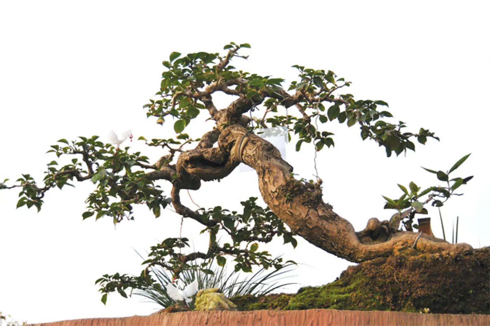 Tao nhã  thú chơi bonsai