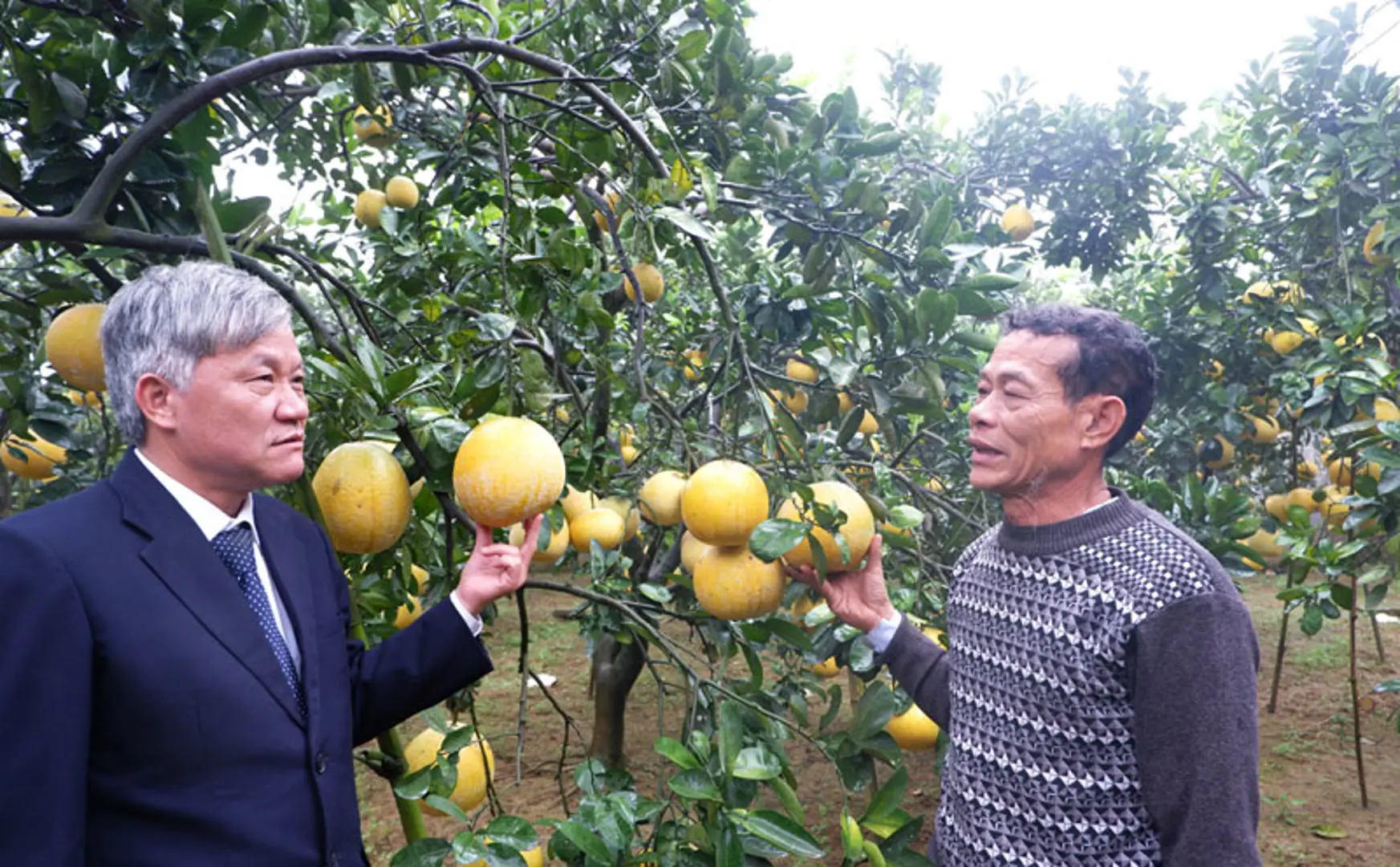 Nông dân Chương Mỹ thu cả tỷ đồng nhờ trồng bưởi Diễn