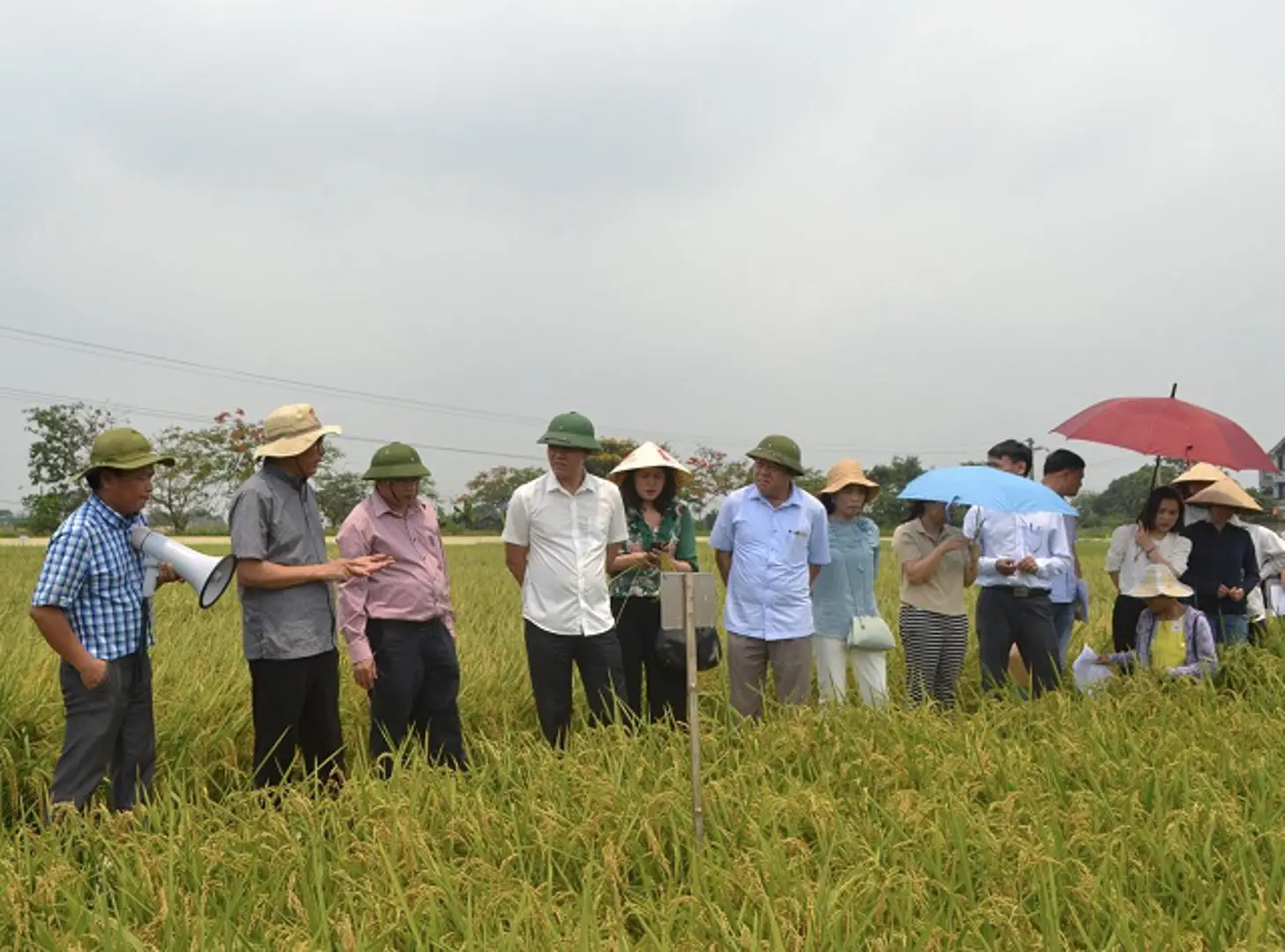 Mở rộng sản xuất lúa Japonica: Triển vọng cho xuất khẩu gạo Hà Nội