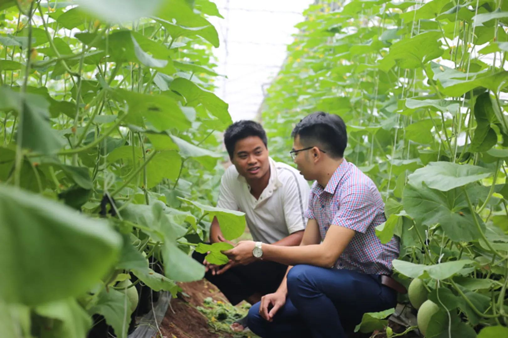 Phát triển nông nghiệp công nghệ cao: Vẫn đói vốn, khát quỹ đất