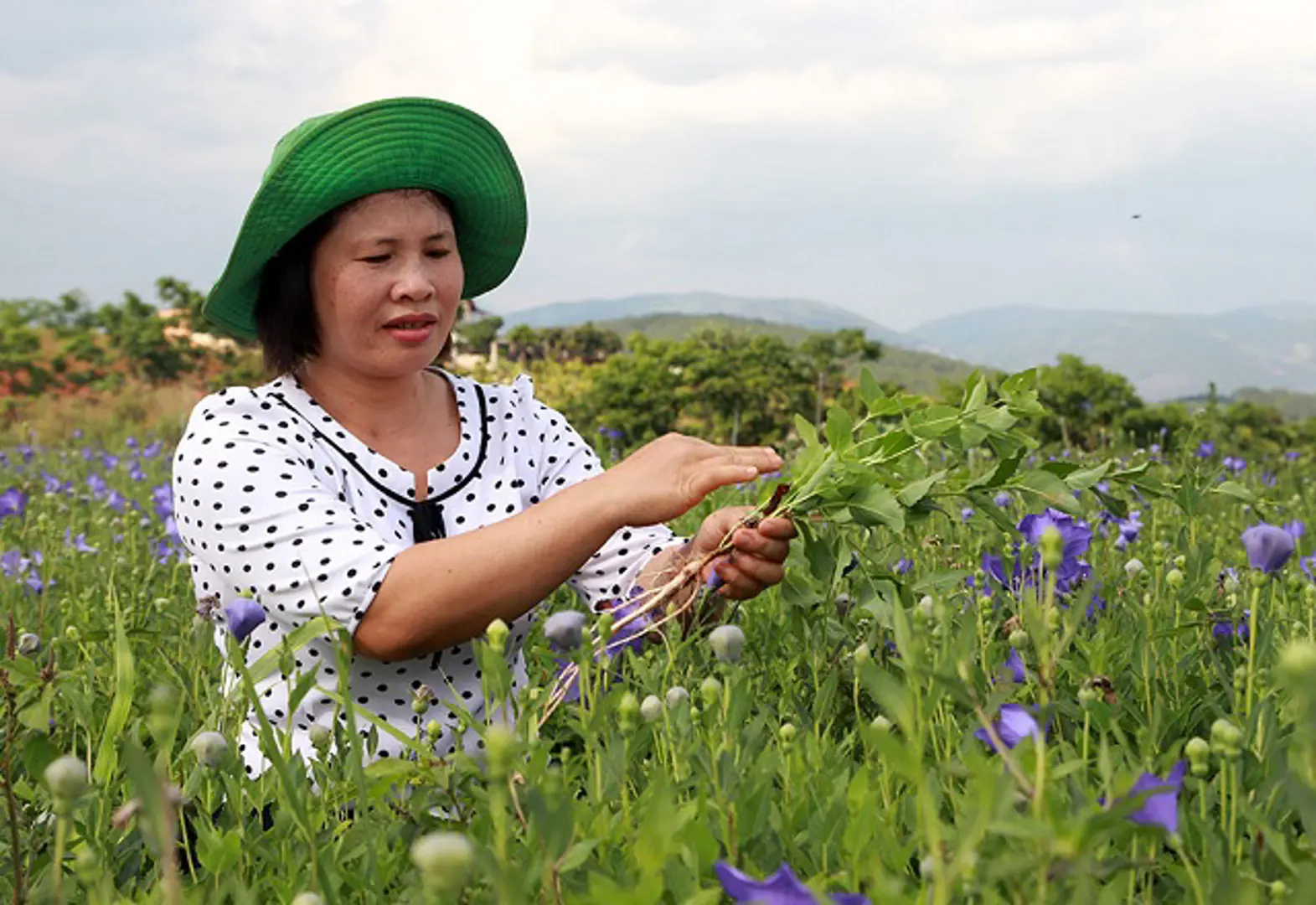 Lâm Hà (Lâm Đồng) - Hơn 40 năm vẫn nồng nàn Hà Nội