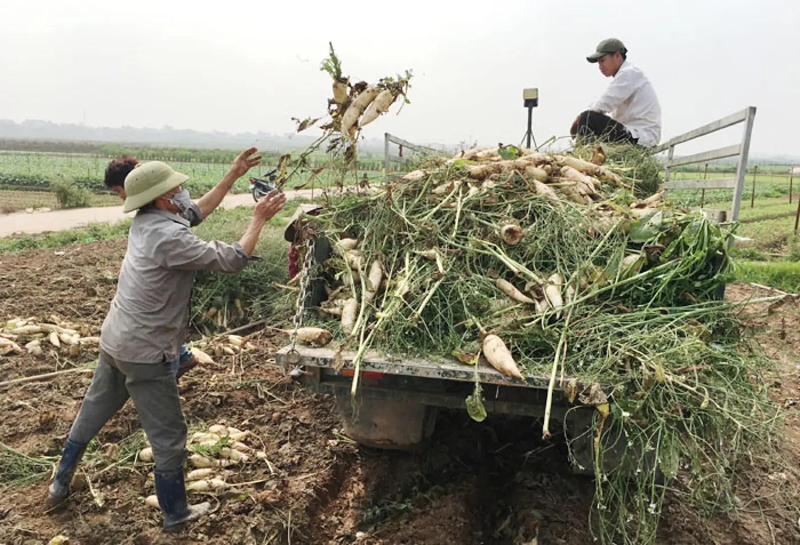 Có khoảng 20ha củ cải, su hào bị thất thu