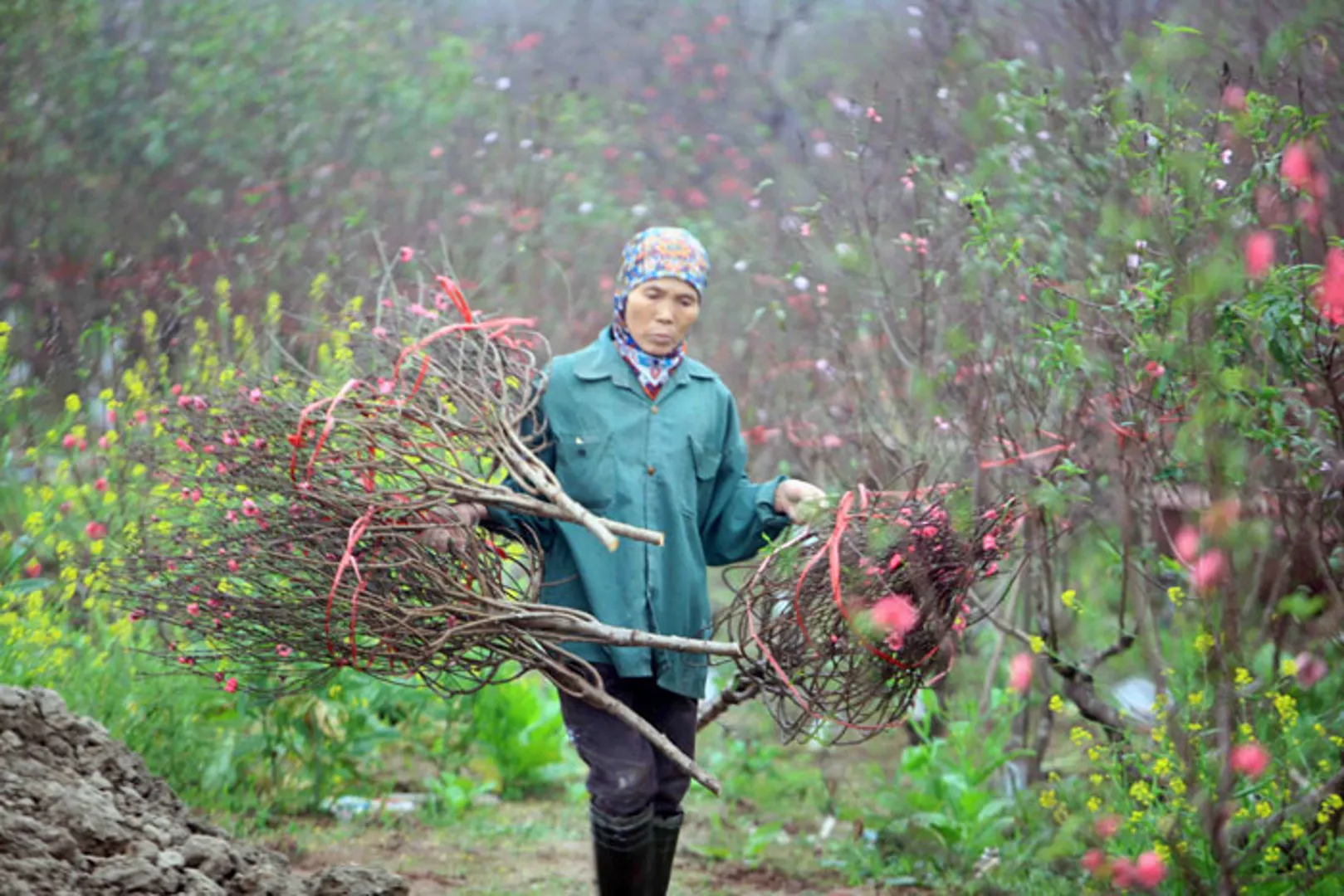 Thời tiết thất thường, người trồng đào Nhật Tân tìm đủ cách bảo vệ cây