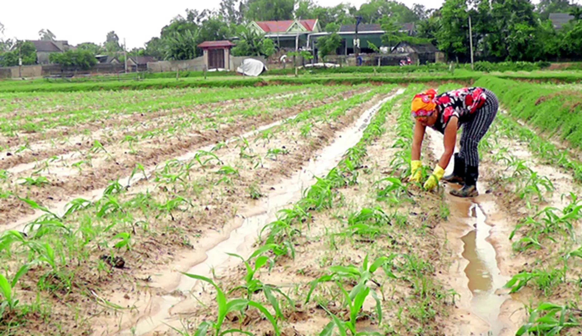 Tập trung khôi phục sản xuất nông nghiệp, công nghiệp sau mưa bão