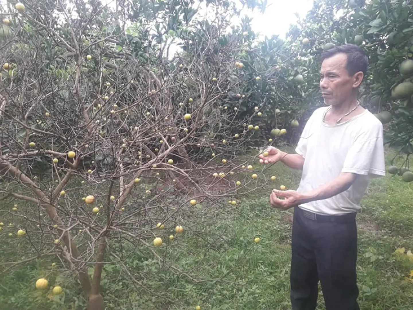 Chủ động phương án bảo vệ rau màu và cây ăn quả