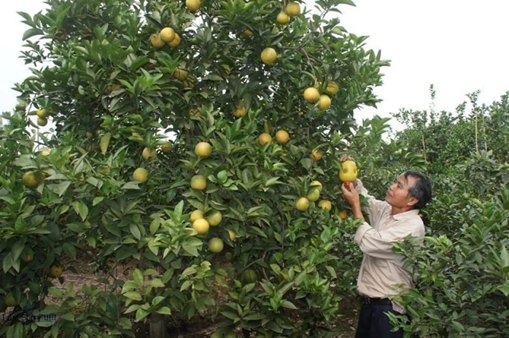 Chuyển đổi cơ cấu cây trồng tại huyện Gia Lâm: Quy hoạch đi trước một bước