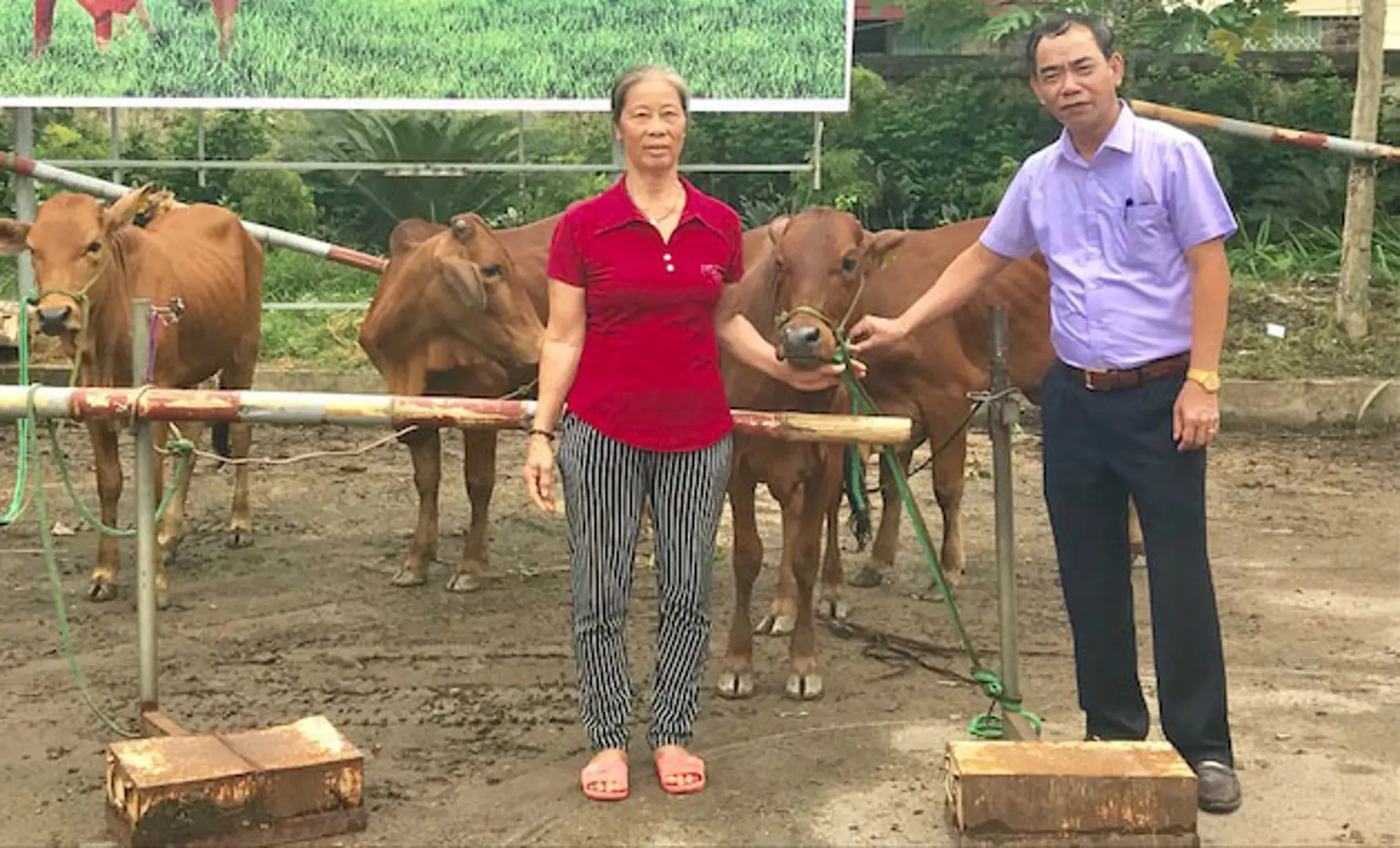 Hỗ trợ bò sinh sản cho hộ nghèo: Động lực phát triển kinh tế