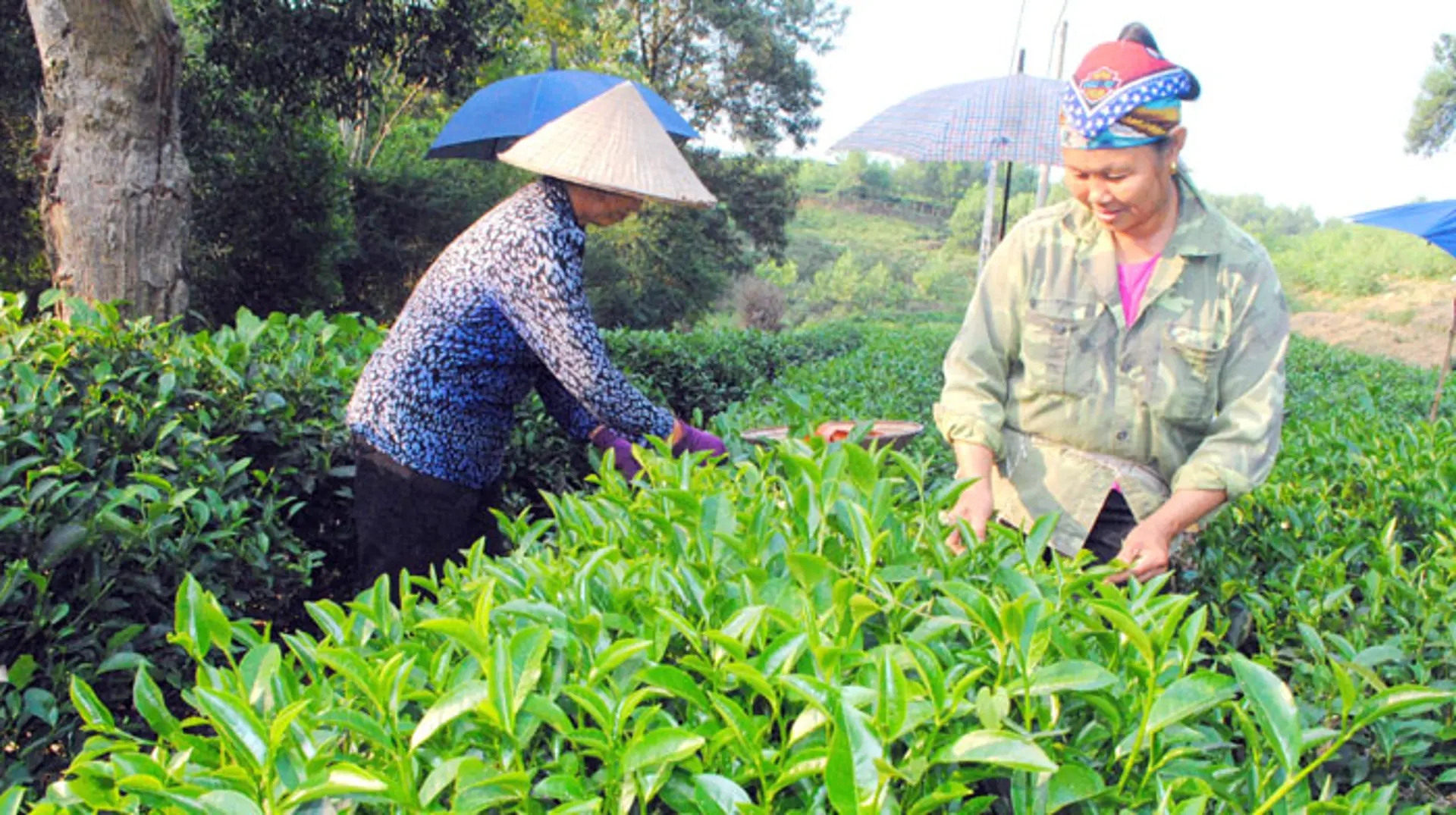 Hướng tới Đại hội đại biểu các dân tộc thiểu số TP Hà Nội lần thứ III: Nỗ lực cải thiện đời sống đồng bào dân tộc