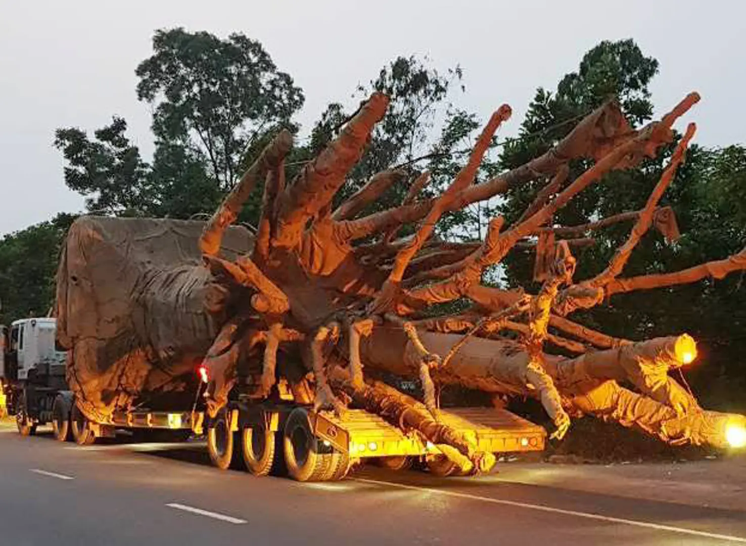 Làm rõ phản ánh xe chở cây "khủng" có dấu hiệu vi phạm pháp luật