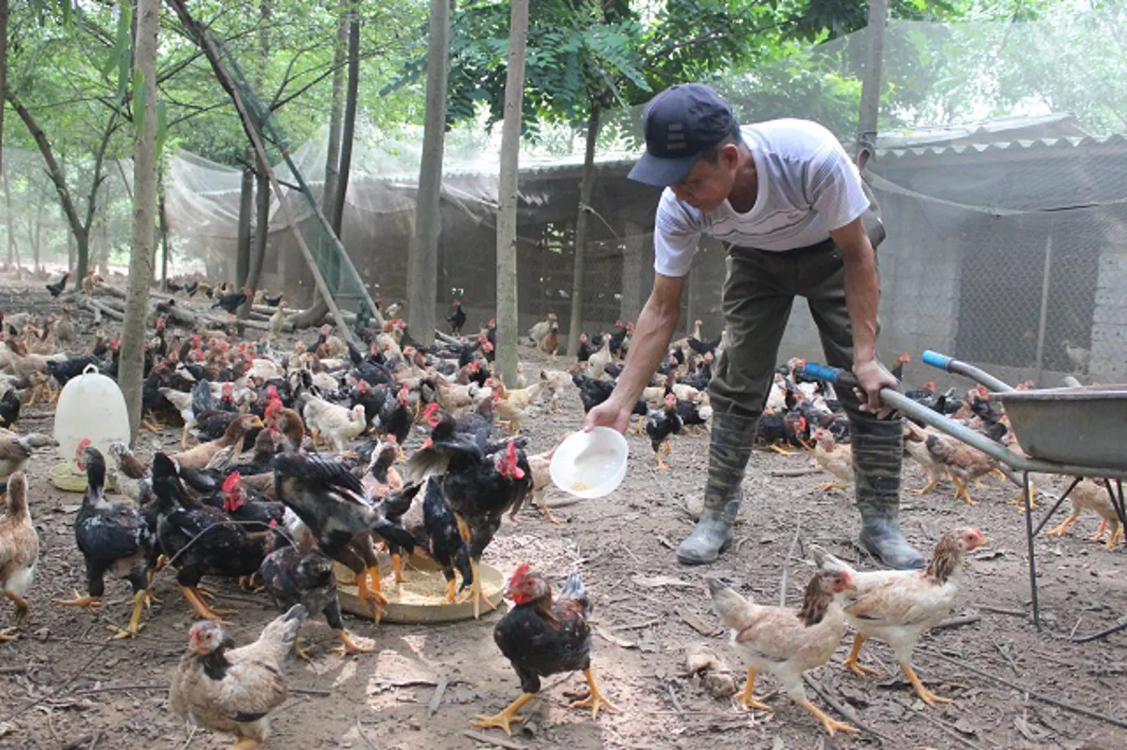 Cơ hội tái cơ cấu ngành chăn nuôi