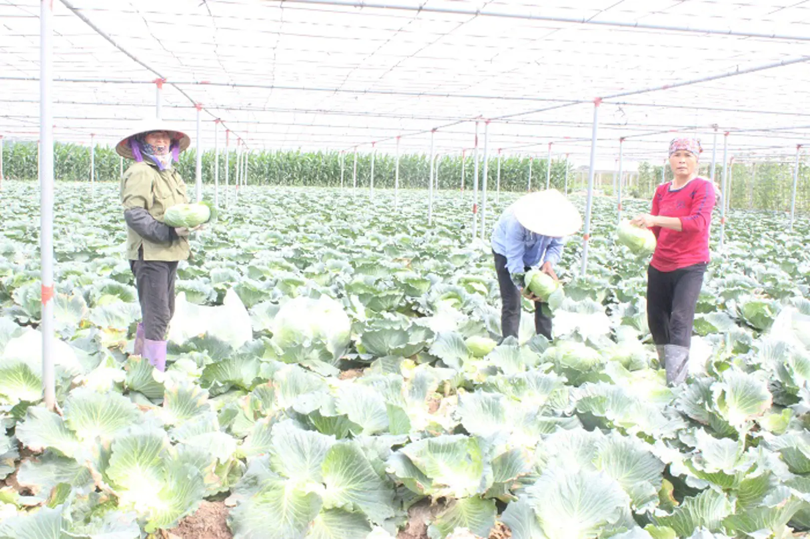 Giá rau tăng, nông dân phấn khởi