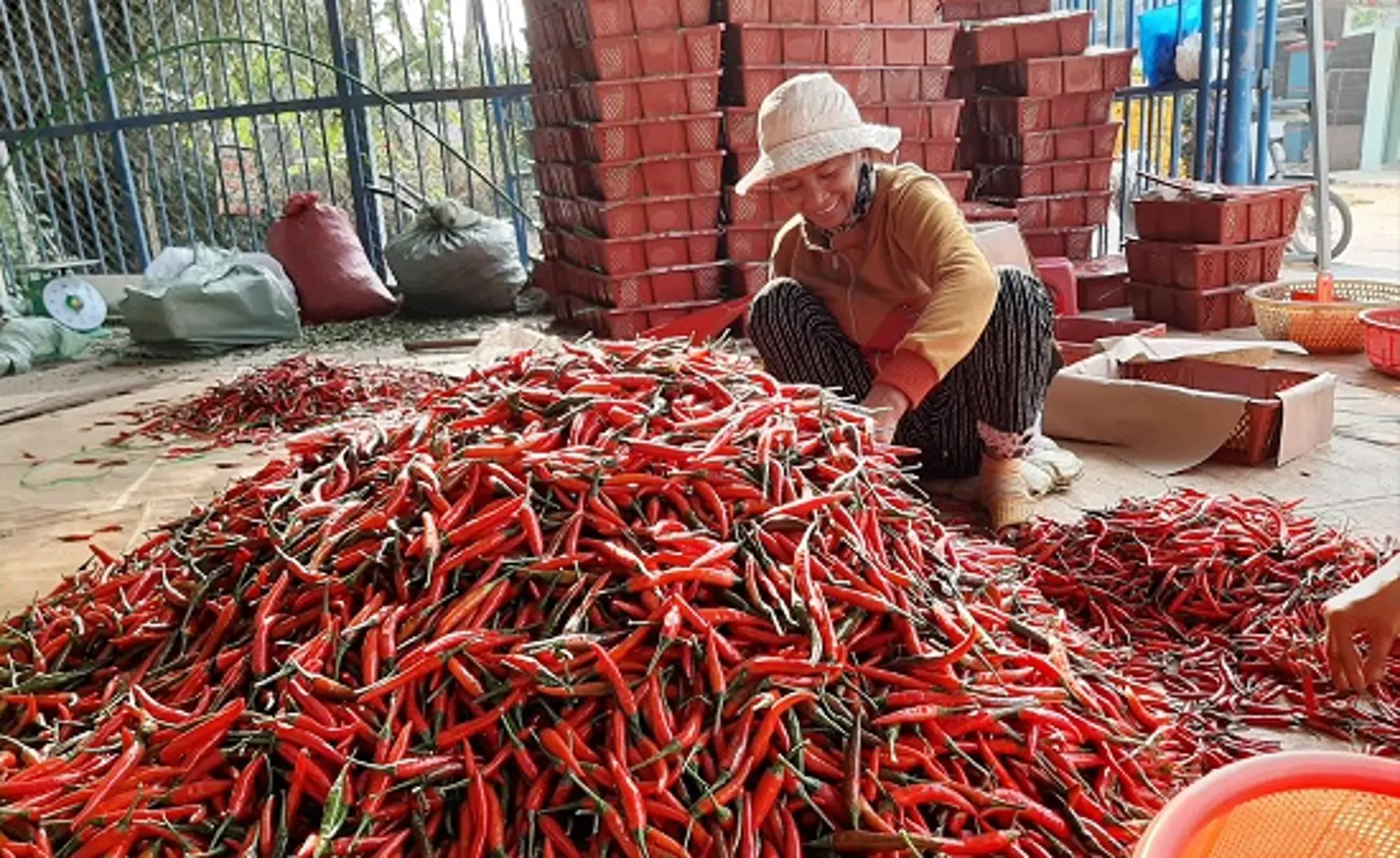 Trúng mùa ớt, nông dân Quảng Ngãi thu lãi hàng chục triệu đồng