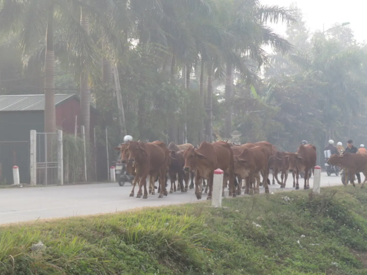 Ống kính phóng viên: Bò "ngông nghênh" kiếm ăn trên quốc lộ