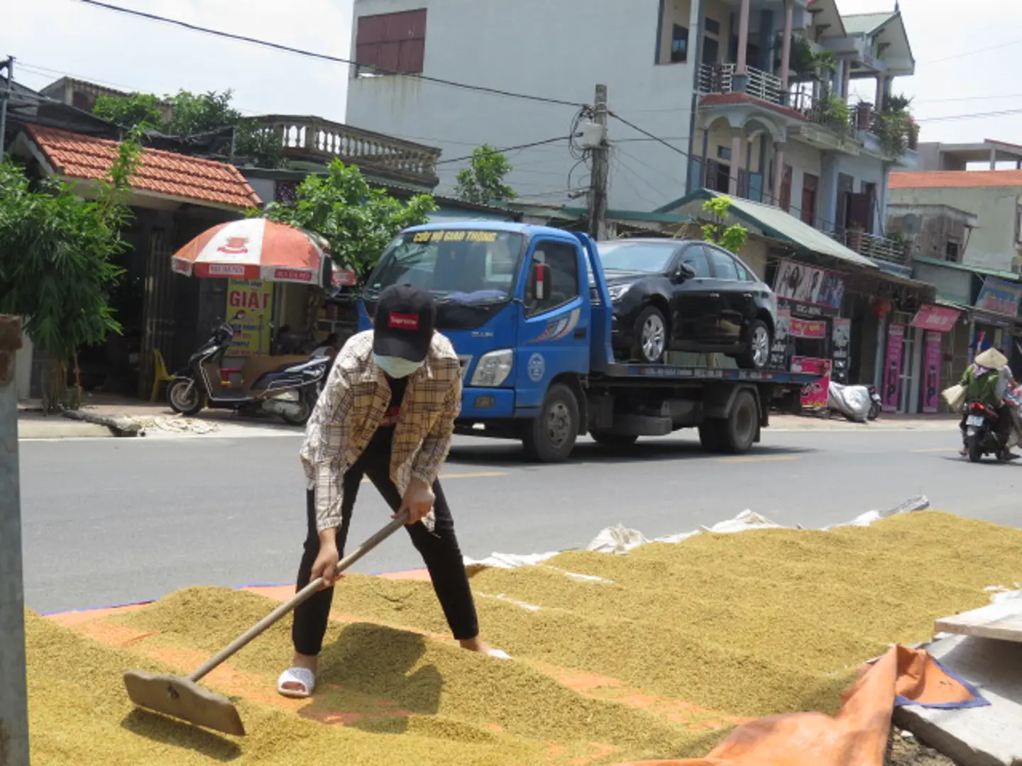 Tiềm ẩn mất an toàn giao thông từ việc phơi thóc trên đường