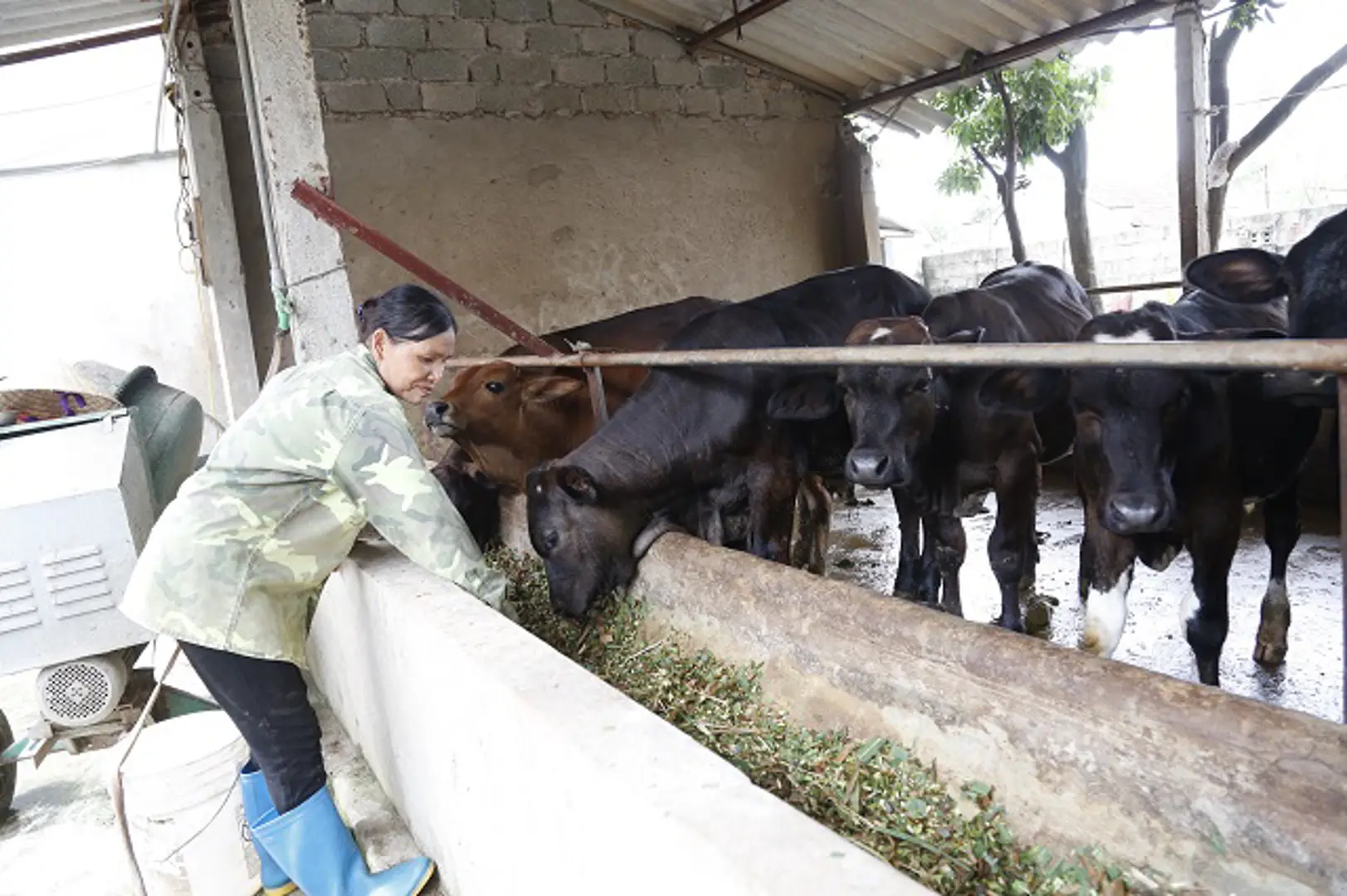 Chăn nuôi an toàn sinh học là giải pháp tối ưu