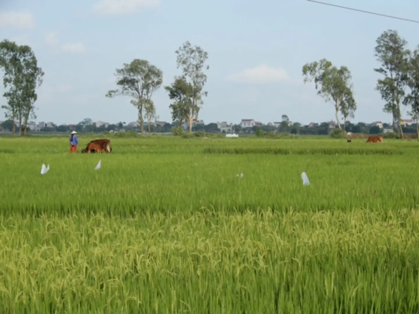 Chuyển mục đích sử dụng 15,7 ha đất tại Thái Nguyên