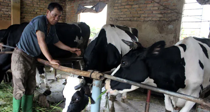 Người chăn nuôi bò sữa khó sống với nghề