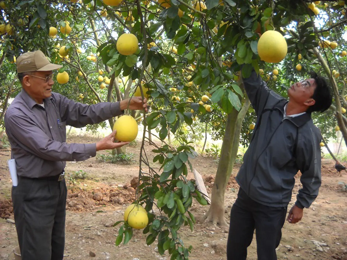 Phát triển cây ăn quả chất lượng cao: Hiệu quả chưa xứng tiềm năng