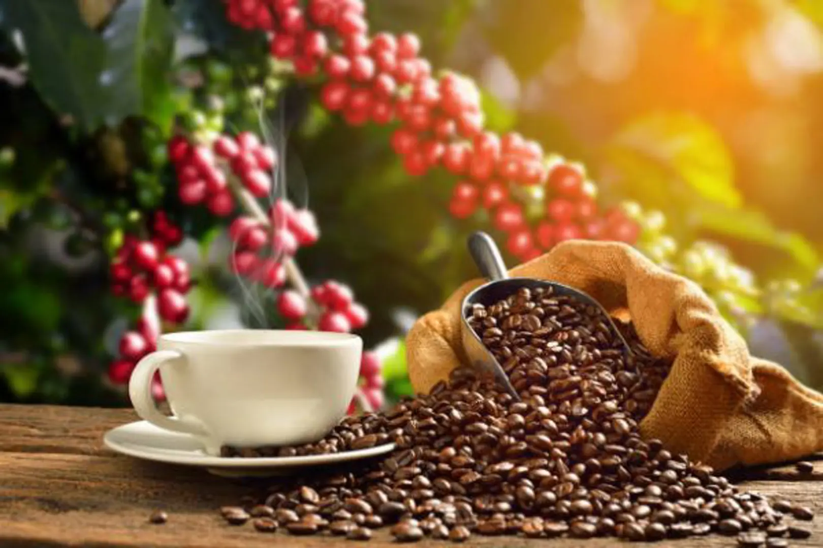 Giá cà phê hôm nay 25/12: Robusta duy trì mức cao nhất 10 năm qua, xu thế tăng vẫn tiếp tục