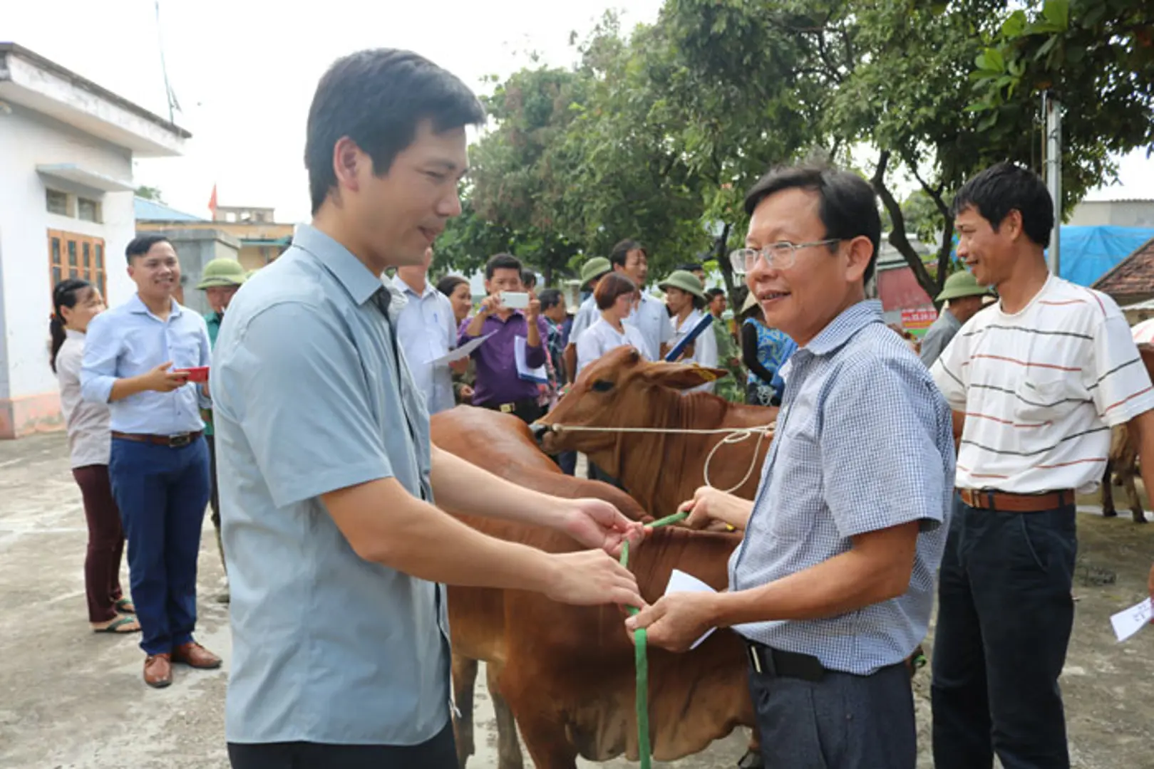 Mô hình nuôi bò sinh sản: Thêm sinh kế thoát nghèo