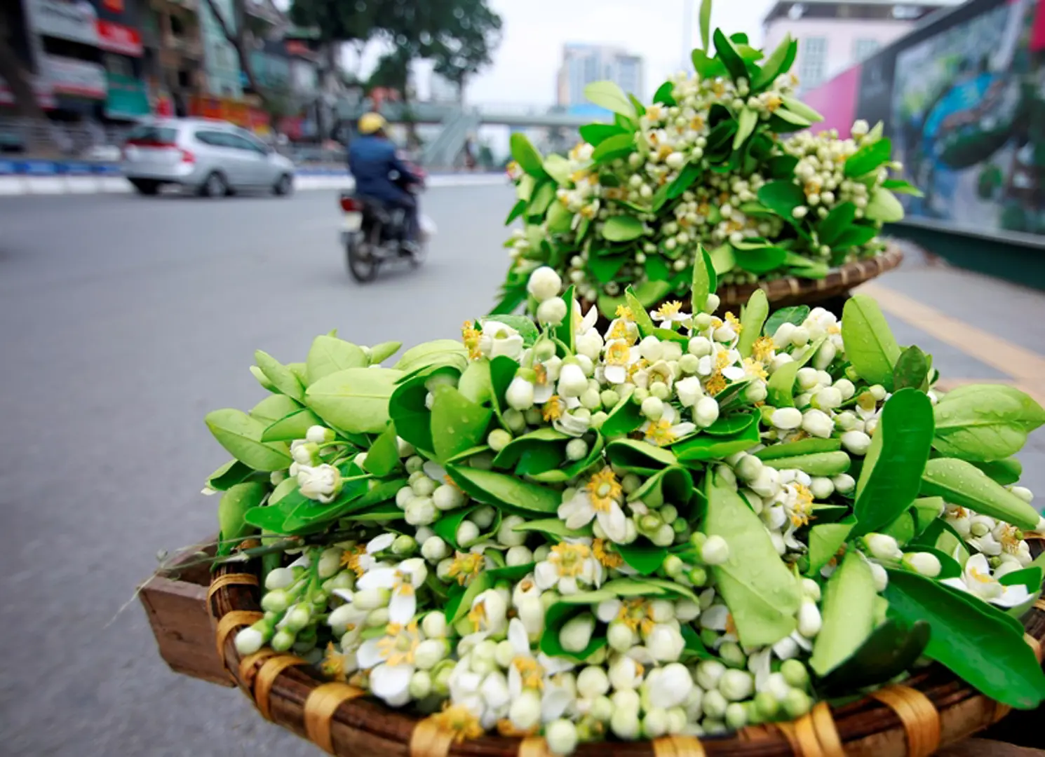 Hoa bưởi ngát hương khắp phố phường Hà Nội