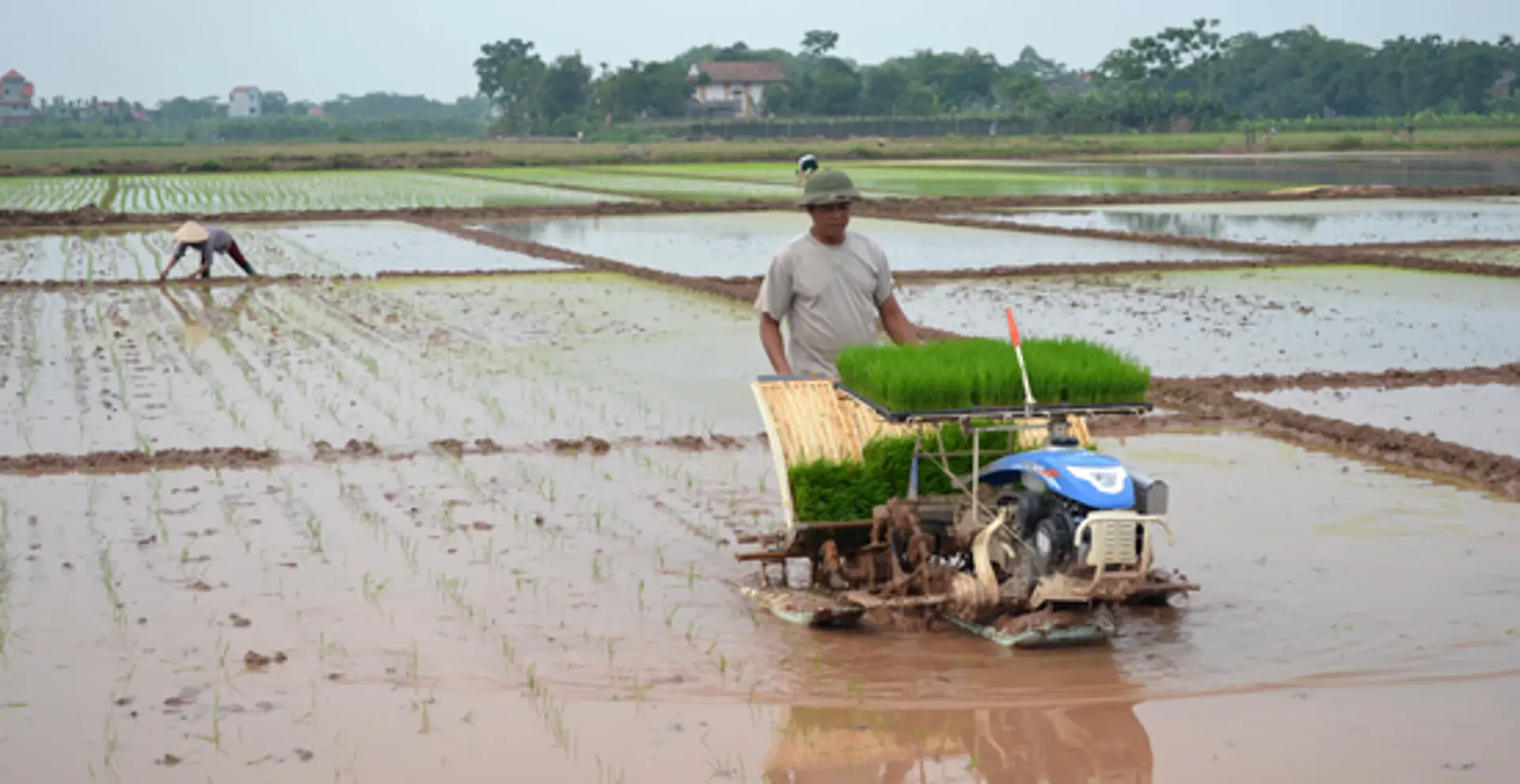 Xuống đồng chống rét cho mạ Xuân