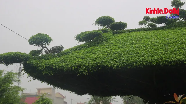 Tái hiện mái đình làng quê độc đáo qua cây sanh cổ thụ tại Thái Bình