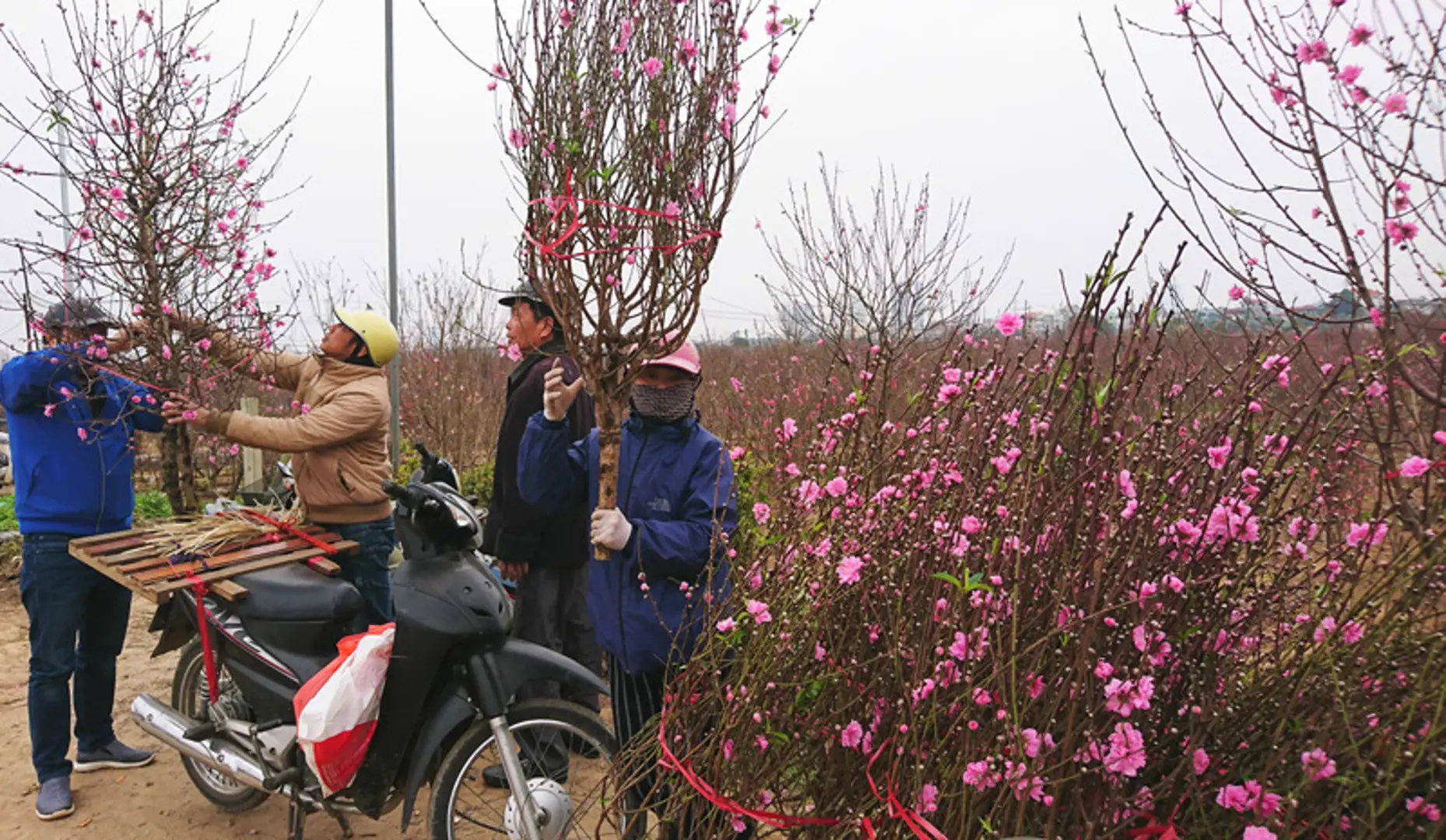 Nhà vườn Nhật Tân nhộn nhịp vào vụ Tết, giá đào ổn định