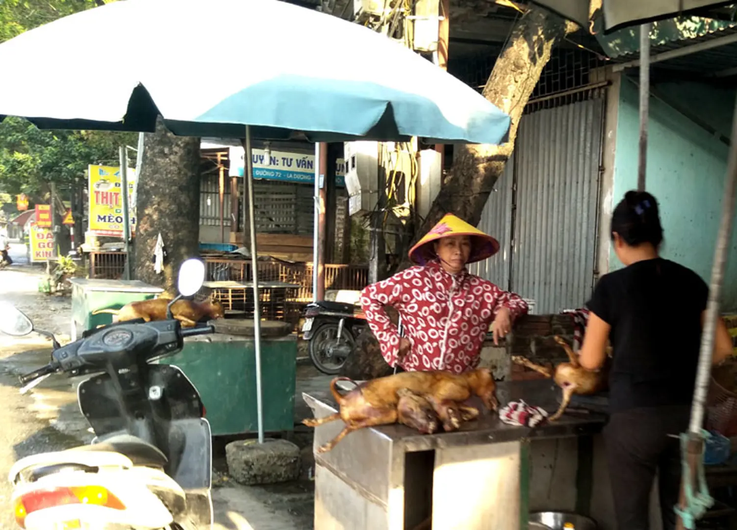 Khuyến khích người dân không ăn thịt chó - Bài 1: Một thời những làng chuyên kinh doanh thịt chó