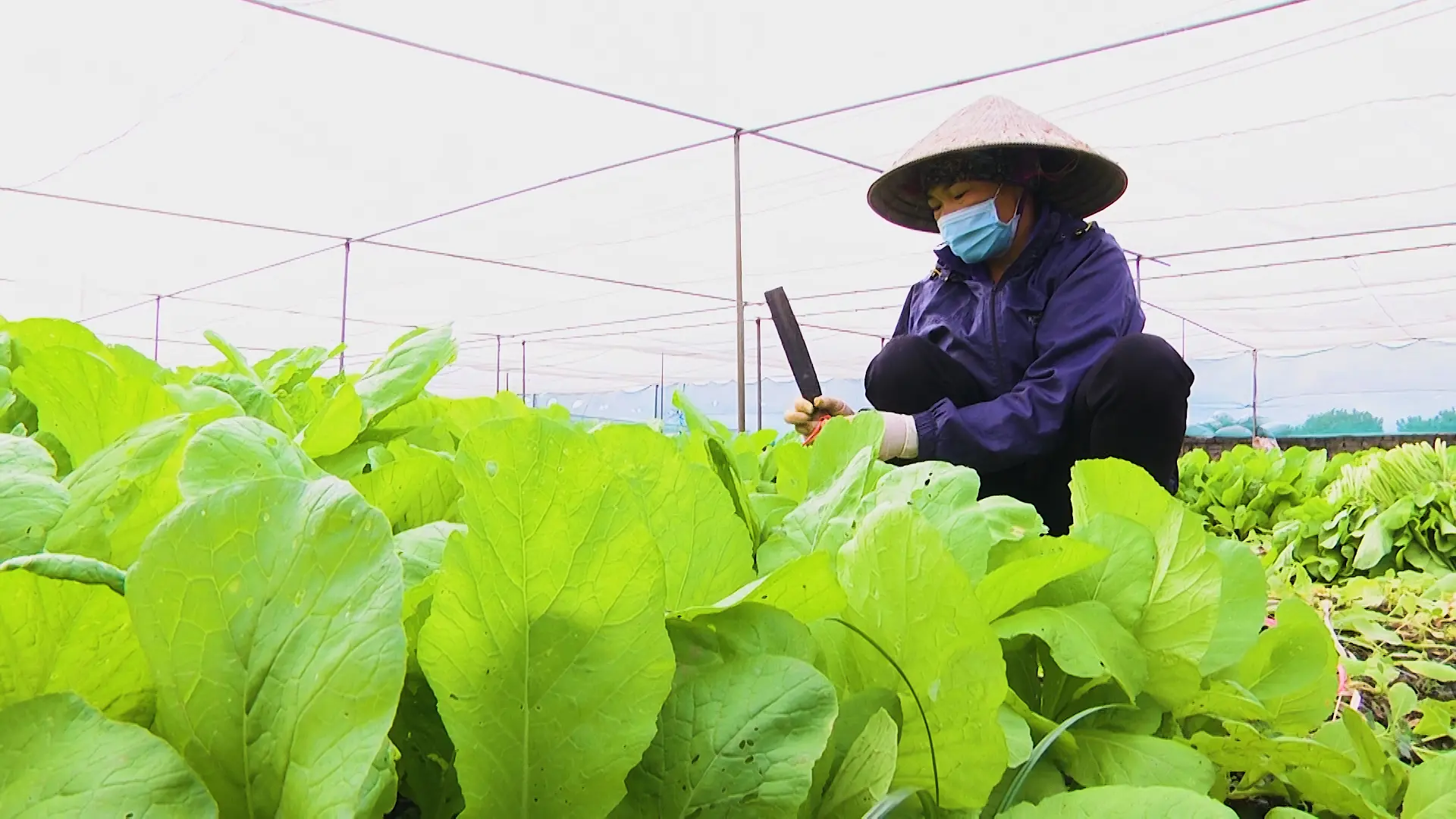 Đồng Mai phát triển mô hình rau an toàn đạt tiêu chuẩn OCOP