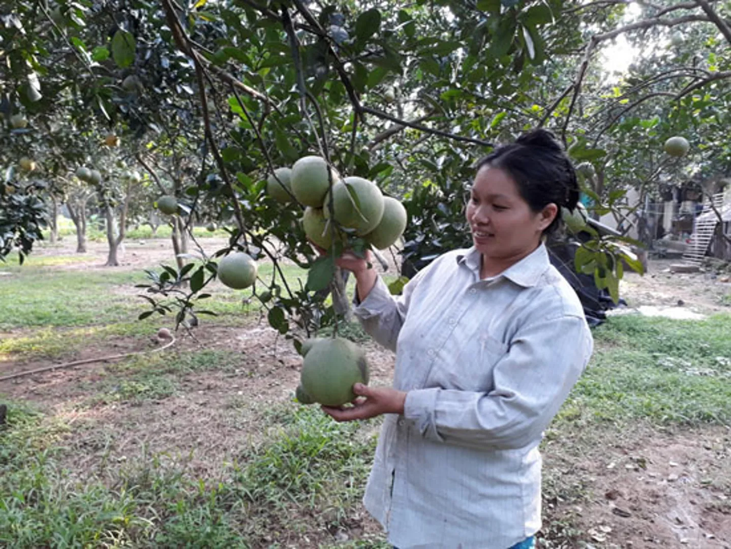 Làm giàu từ trang trại tổng hợp