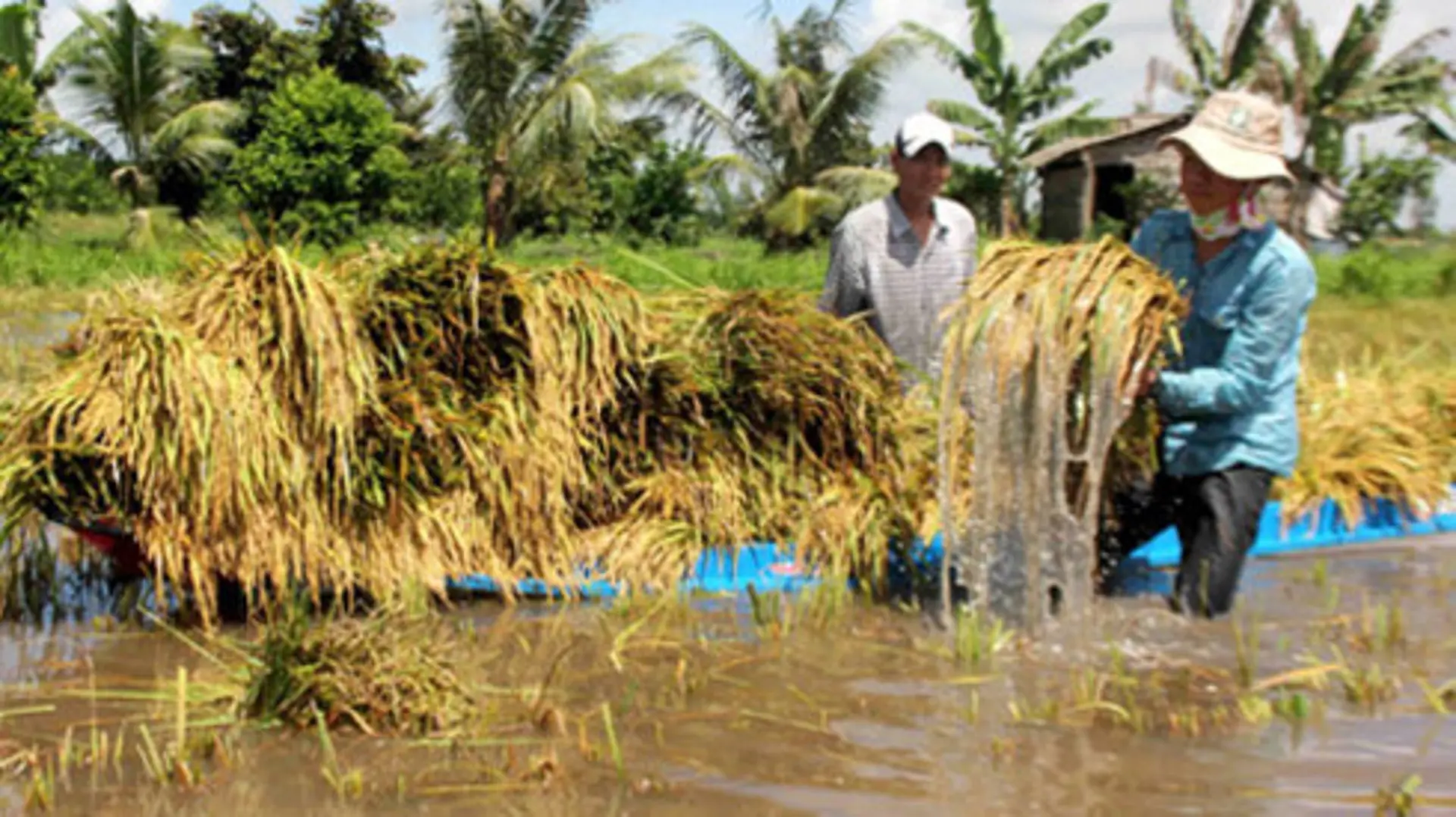 Khẩn trương thu hoạch lúa tránh bão