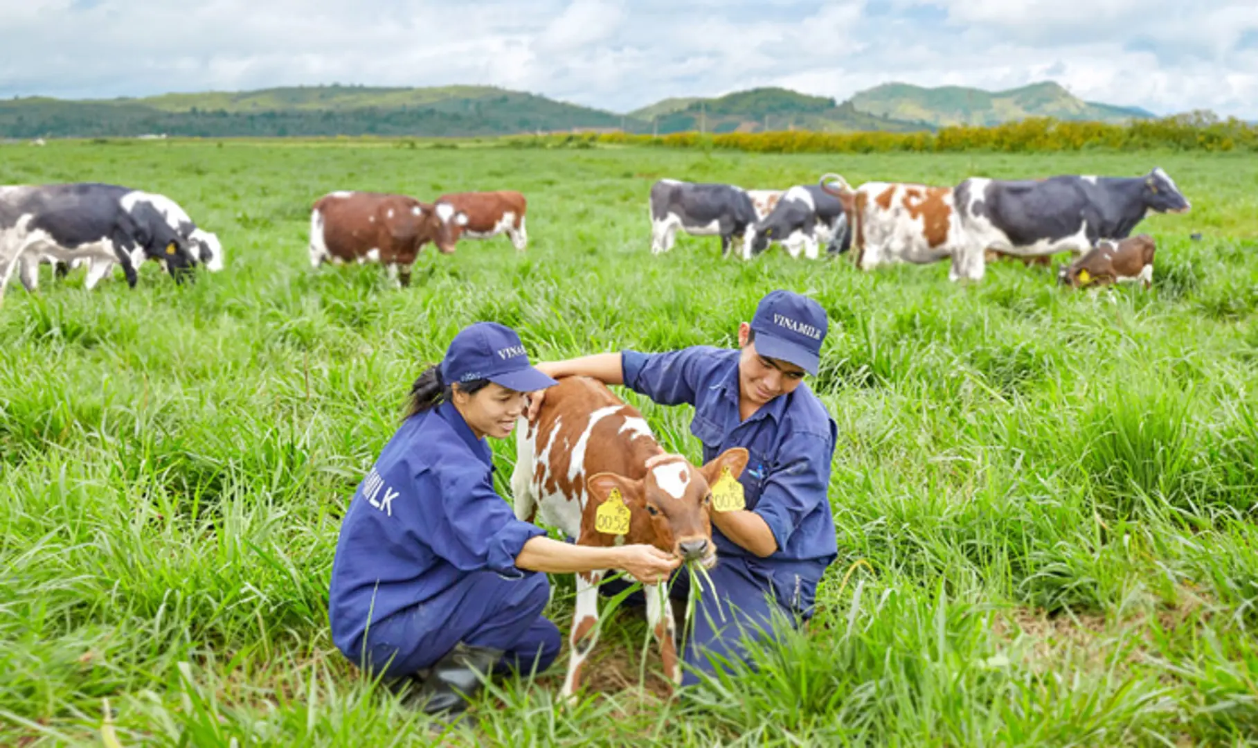 Trang trại bò sữa Organic đầu tiên tại Việt Nam đạt chuẩn quốc tế