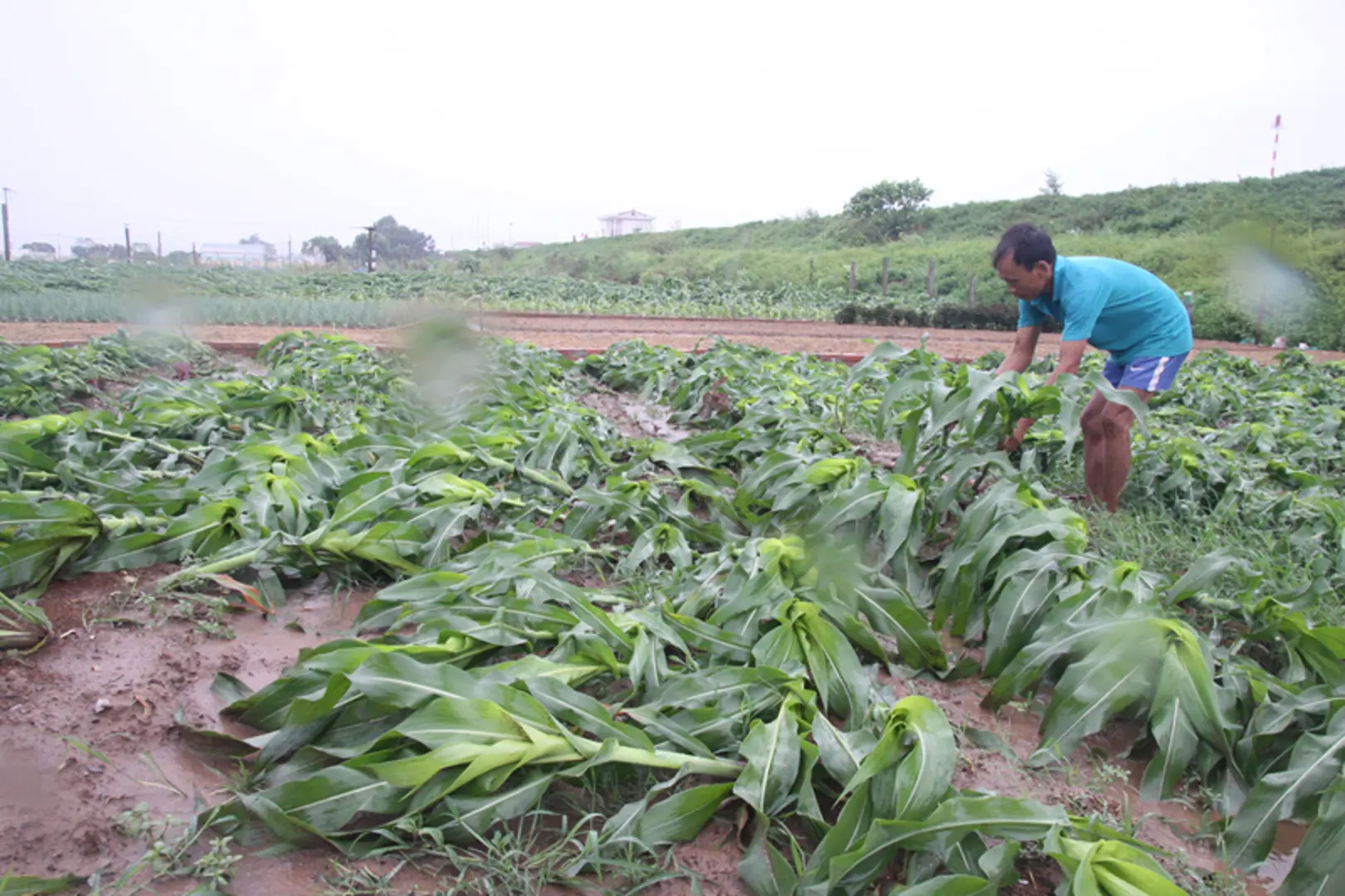 Hà Nội: Cụ thể hóa ứng phó với 10 nhóm thiên tai theo cấp độ rủi ro