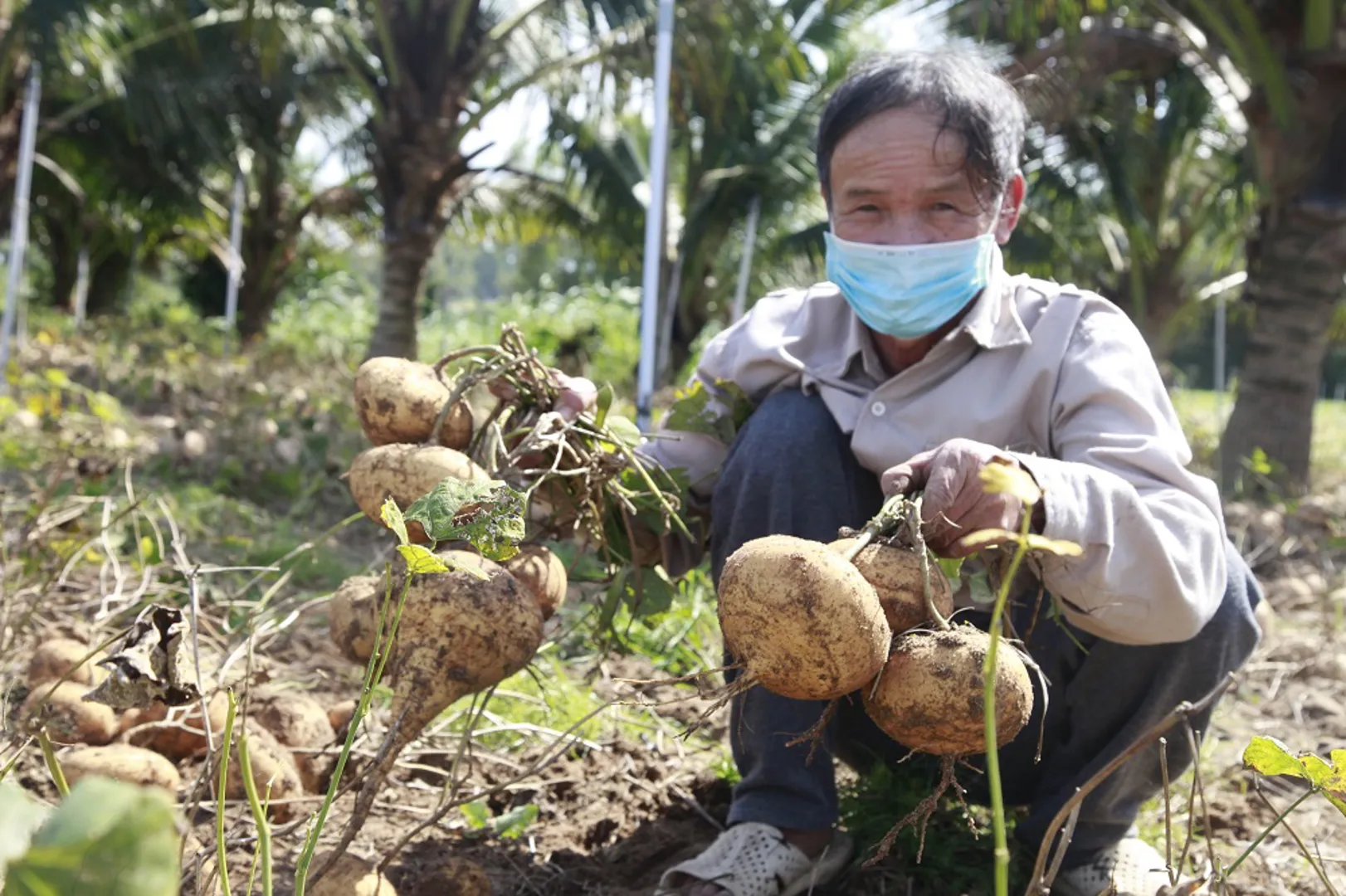 Quảng Ngãi: Củ sắn sống khỏe trên vùng đất cát ven biển