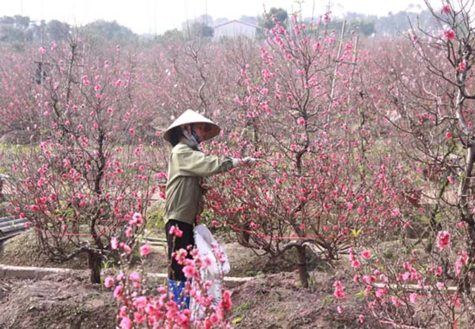 Gây dựng thương hiệu cho hoa đào Vân Tảo