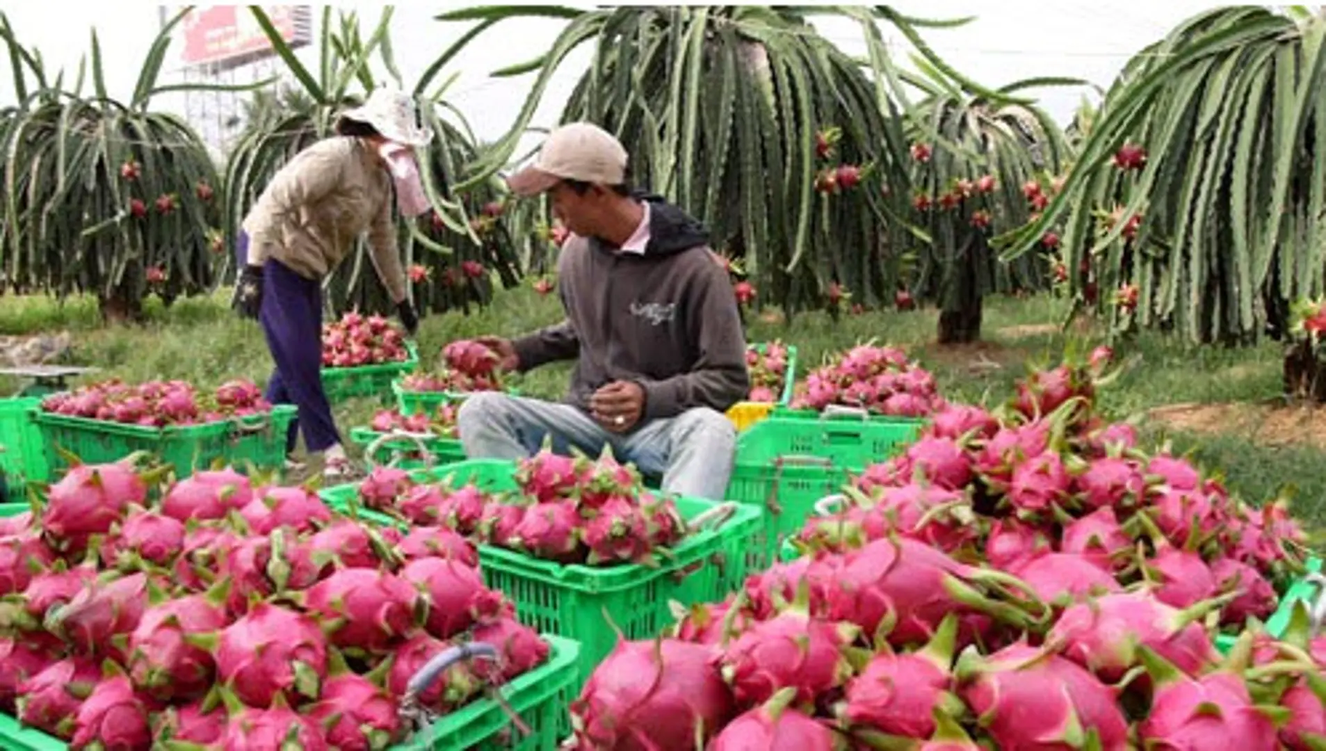 Bộ Nông nghiệp đề xuất bãi bỏ, sửa đổi 118 điều kiện kinh doanh