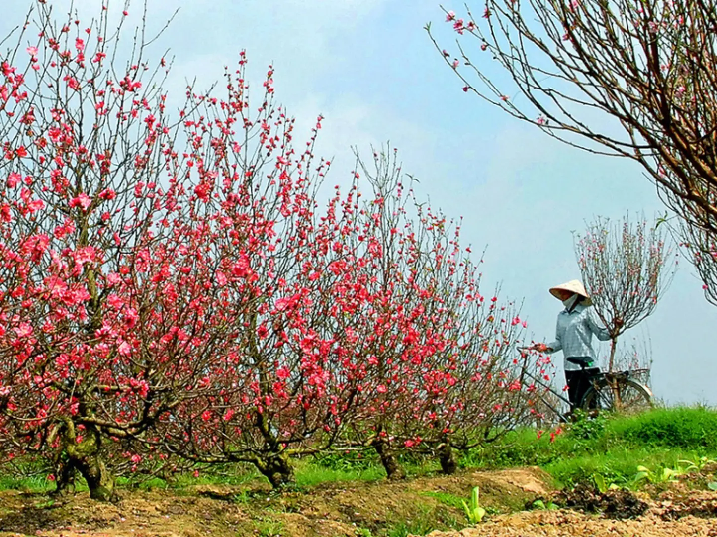 Hà Nội: Làng đào Nhật Tân rực rỡ đón xuân