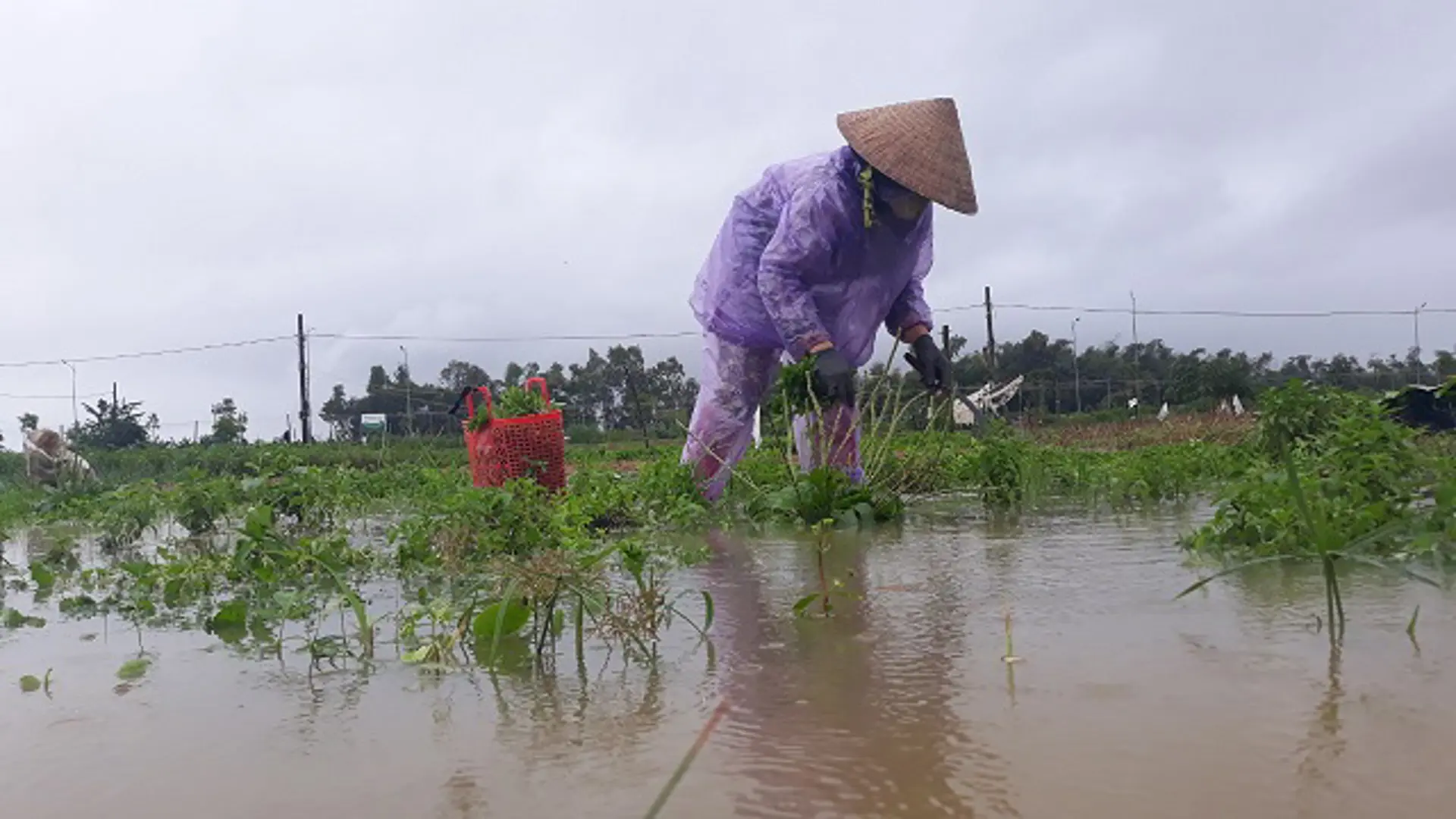 Quảng Ngãi: Hàng trăm hecta hoa màu bị tàn phá, hàng nghìn học sinh vẫn chưa thể đến lớp