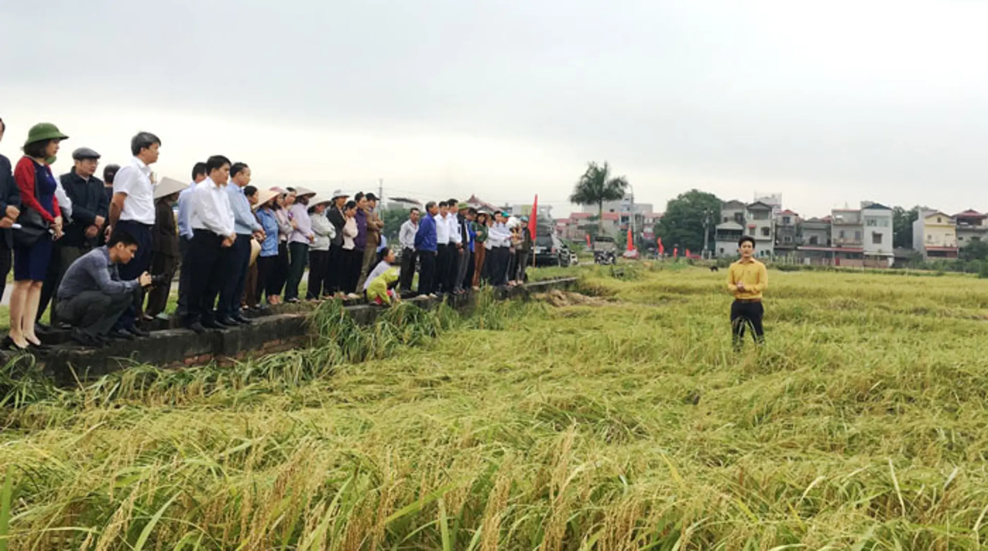 Sóc Sơn phục tráng thành công đặc sản lúa nếp cái hoa vàng