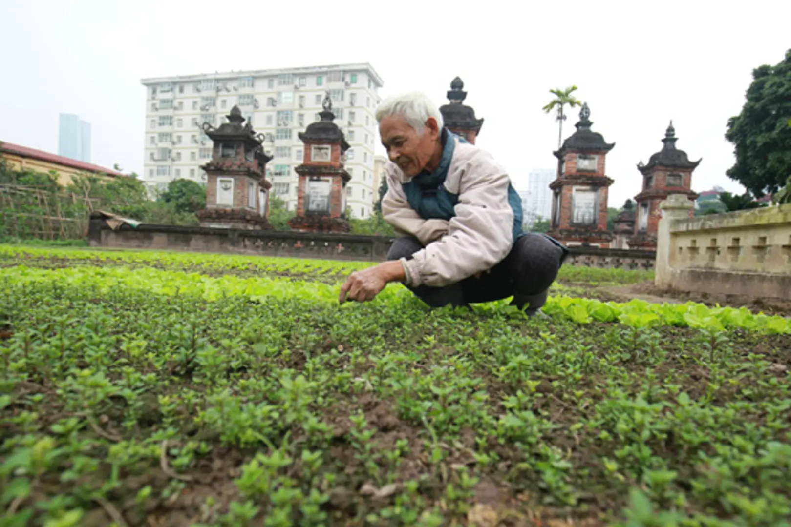 Ngọn thơm làng Láng