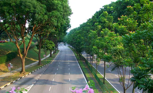 Quỹ 1 triệu cây xanh cho Việt Nam: Tô điểm màu xanh cho đất nước