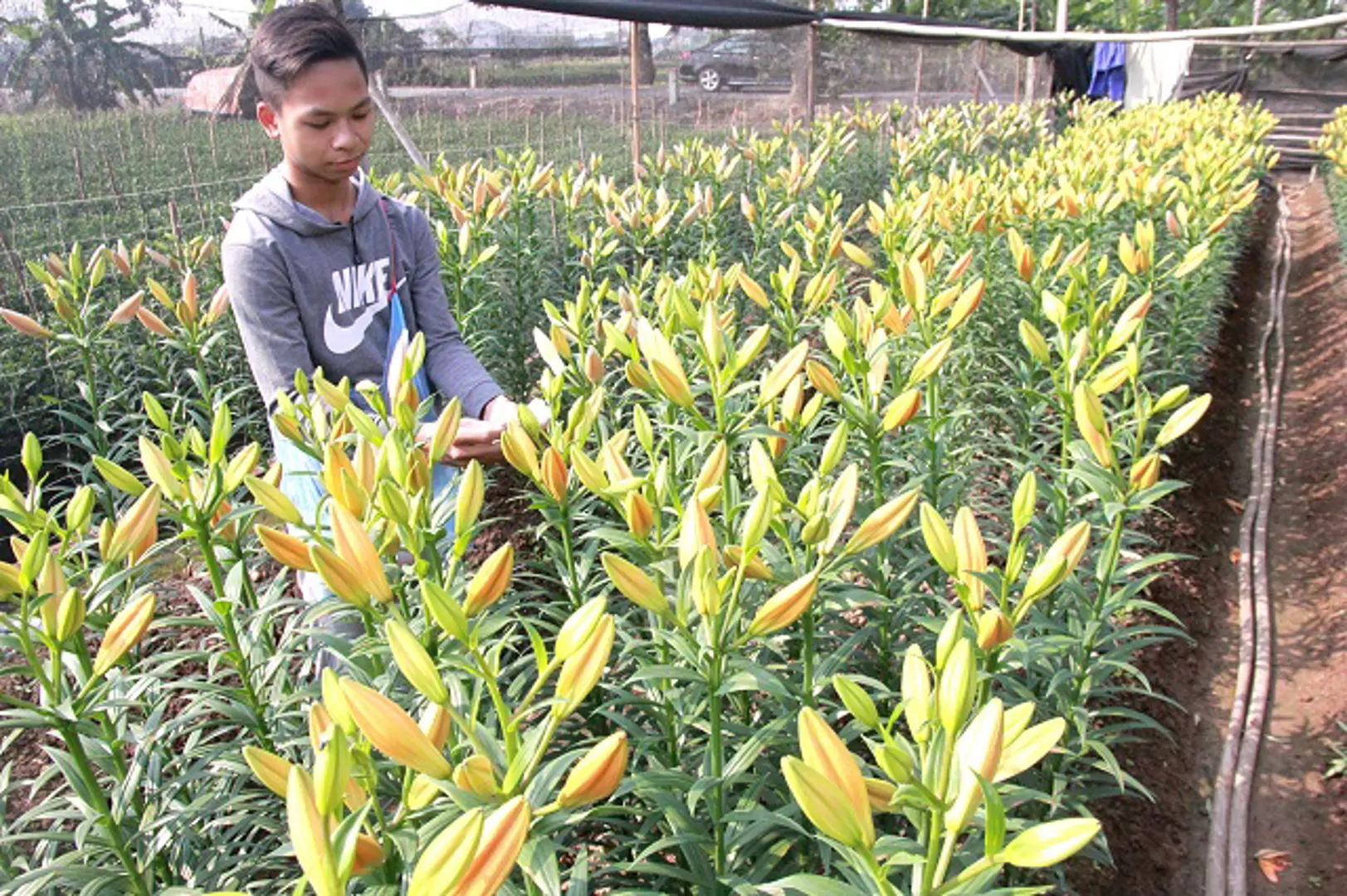 Phát triển thị trường đất nông nghiệp: Đừng để doanh nghiệp đơn độc