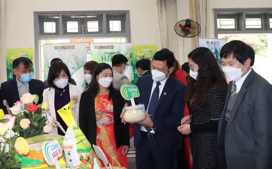 Hà Nội có thêm thương hiệu gạo Nhật