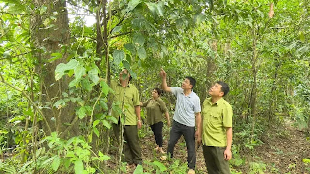 Phấn đấu đạt giá trị xuất khẩu lâm sản 16 tỷ USD trong năm 2022