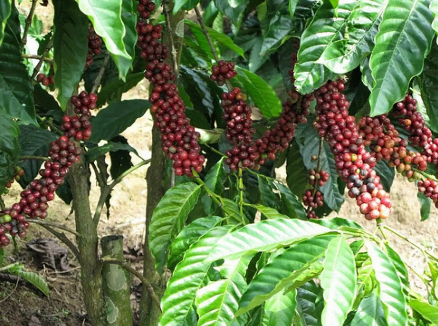 Giá cà phê hôm nay 31/12: Robusta tăng hơn 1.000 USD/tấn năm 2021, trong khi trong nước chỉ thêm 25%