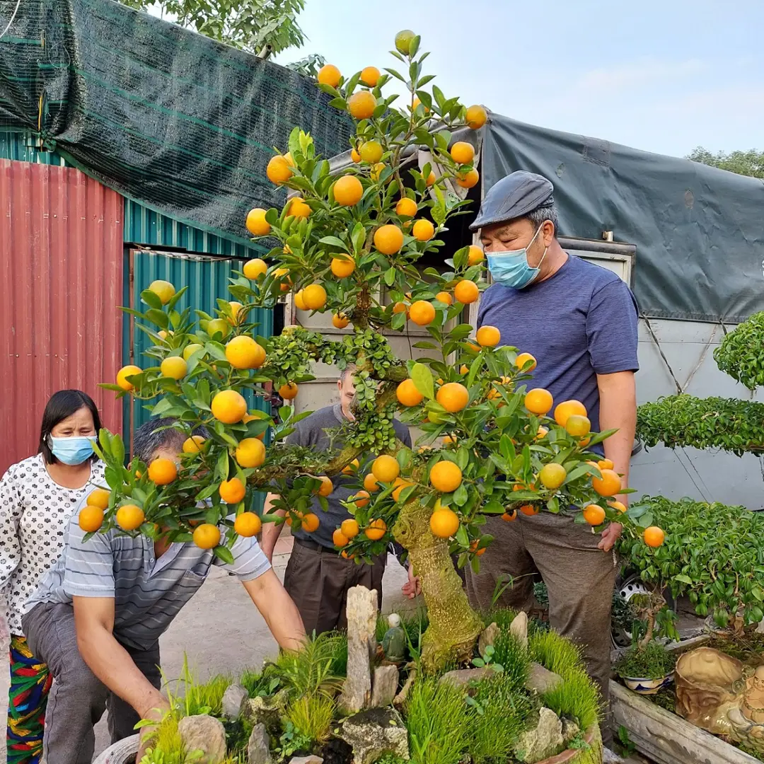 Lạc vào vườn quất tiền tỷ, độc nhất Hà thành