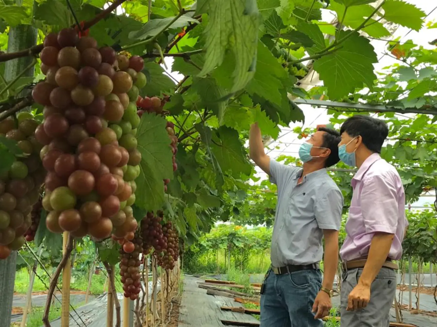 Hà Nội: Lan tỏa nhiều mô hình khuyến nông hiệu quả