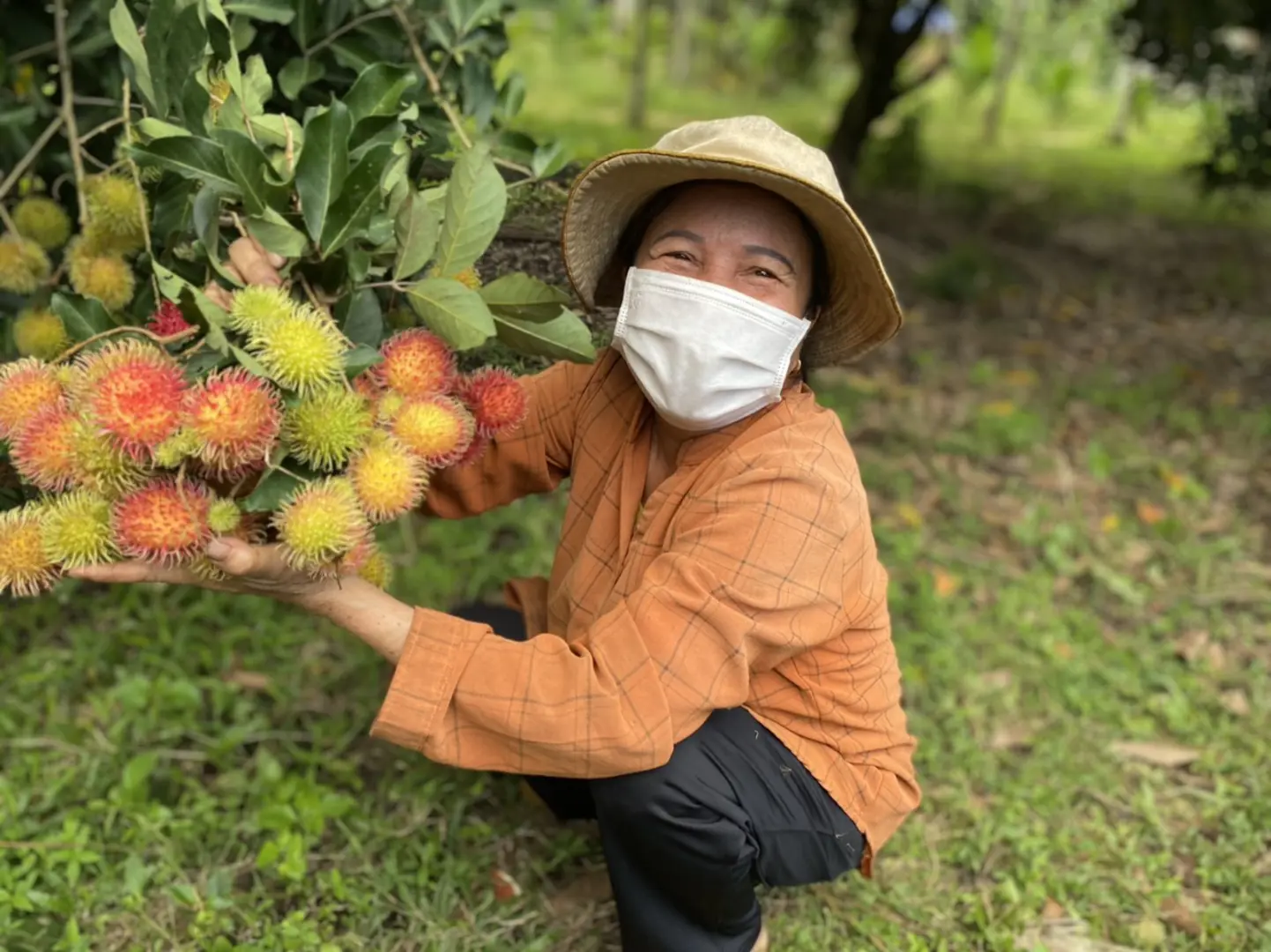 Quảng Ngãi: Cây ăn quả trái vụ sẵn sàng phục vụ Tết